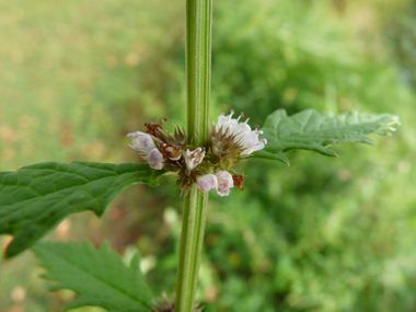 Petites fleurs blanches tachetées de rouge et verticillées à la base des feuilles. Agrandir dans une nouvelle fenêtre (ou onglet)